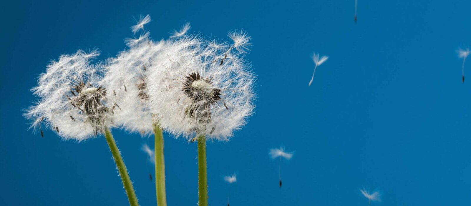 Symbolbild Allergie zeigt 3 Pusteblumen mit davon fliegenden Pollen