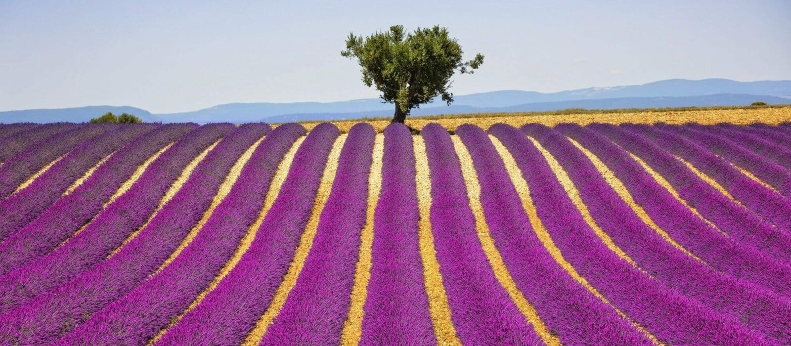 Symbolbild Aromatherapie zeigt ein Feld mit Lavendel in der Provence