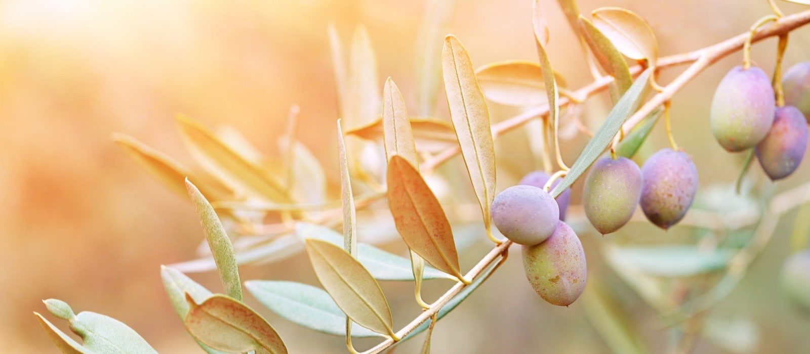 Symbolbild Dr. Theiss Medi­pharma Cosmetics zeigt einen Olivenbaum