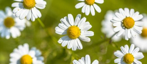 Naturheilkunde: Die Kraft der Natur