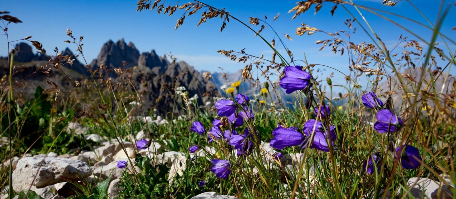 Symbolbild Rausch Kosmetik zeigt Bergblumen