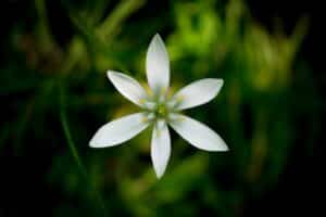 Star of Bethlehem (Doldiger Milchstern) - Eine Bachblüte aus der Liste der Bachblüten